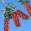 Bottle Brush
