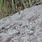 Zebra-tailed lizard