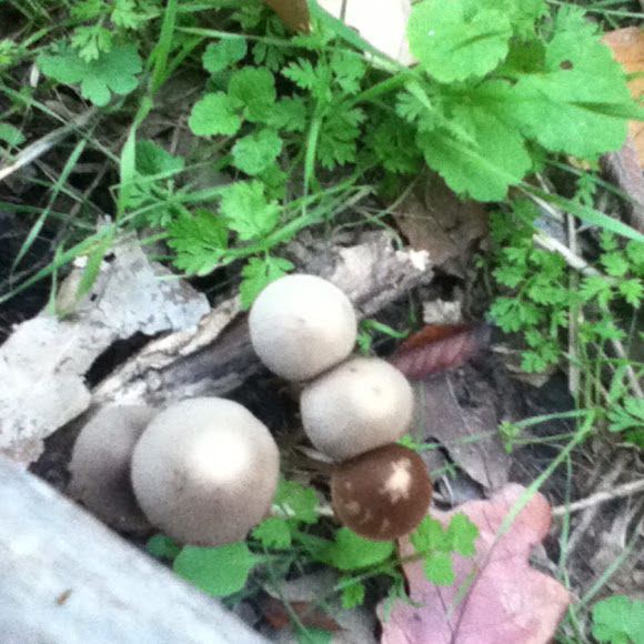 Spotting Image 1