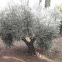 Olivo. Olive tree