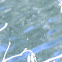 spiderweb