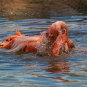 American Flamingo