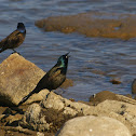 Common Grackle