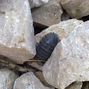 Pill bug