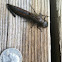 Dragonfly nymph