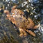 Cangrejo. Crab