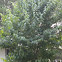 Japanese Lilac tree