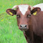 Freemartin (cattle)