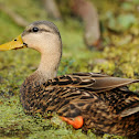 Mottled Duck
