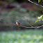 Vermilion Flycatcher