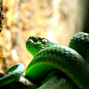 Green palm viper