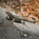 common wall lizard