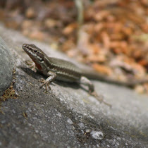 Biodiversity of Hellas
