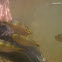 uncertain freshwater fish