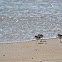 Sanderlings