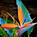 Bird of Paradise
