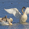 Trumpeter Swan