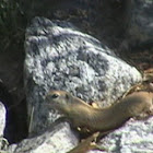 Wyoming Ground Squirrel