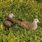 Hawaiian zebra dove