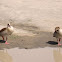 Egyptian goose