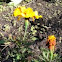 Marigold