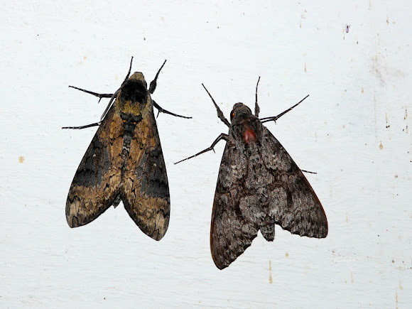 Spotting Image 1
