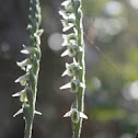 Spiranthes spiralis