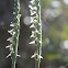 Spiranthes spiralis
