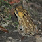 Cane Toad