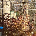 Red-breasted nuthatch