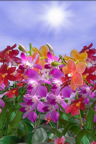 【免費個人化App】Orchids Free Live Wallpaper-APP點子