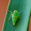 Planthopper nymph