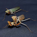 Sphodromantis lineola