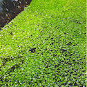 Duckweeds