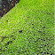 Duckweeds
