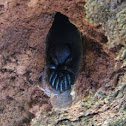 trap door spider