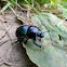 Scarab, dung beetle