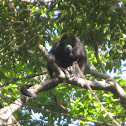 Mantled Howler Monkey