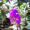 Tibouchina