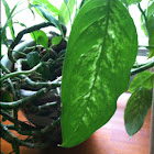 Chinese Evergreen