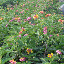 Lantana