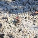 Sand Fiddler Crabs