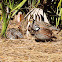 Northern Bobwhite