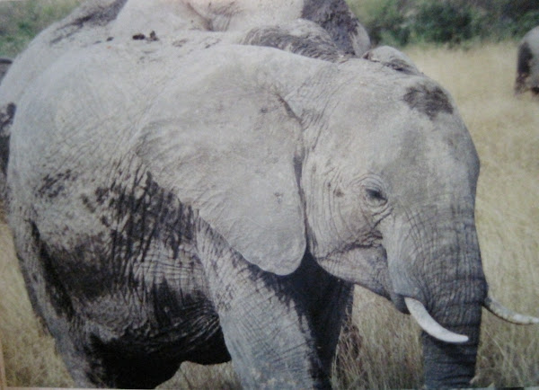 African Elephant | Project Noah