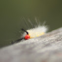 White-Marked Tussock Moth Caterpillar