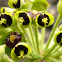 euphorbia mellifera