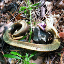 Hognose Snake