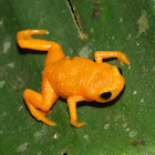 Pumpkin Toadlet