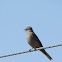 Townsend's Solitaire