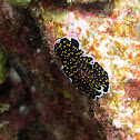 Geelvlek platworm, Thysanozoon nigropapillosum